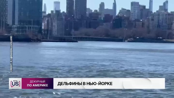 Thumbnail image for Dolphins in NY